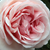 Roz - Trandafir nostalgic - Aphrodite®